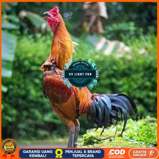 

Telur ayam bangkok pama mangon petarung fertil siap ditetaskan CV LIGHT PRO