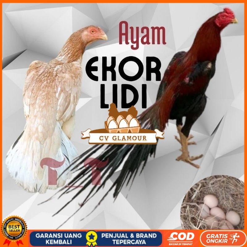 

telur ayam ekor lidi asli original bisa untuk di tetaskan CV GLAMOUR