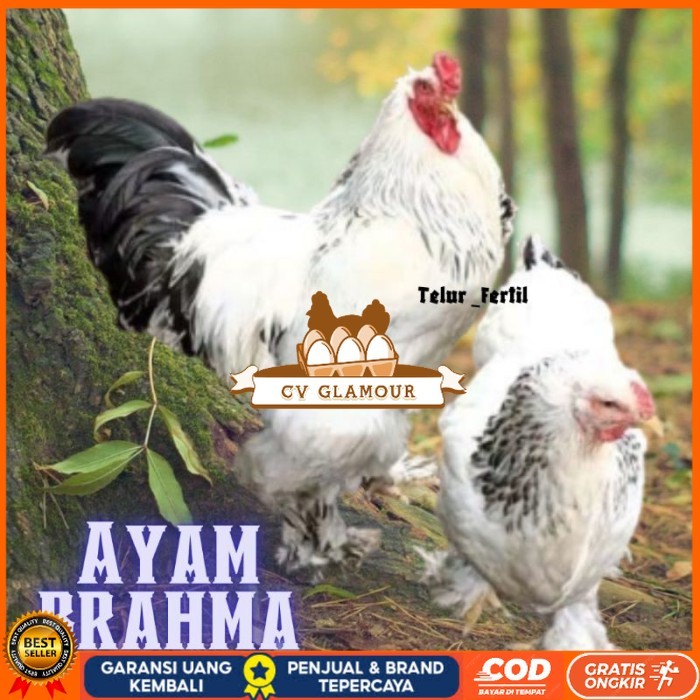 

telur ayam brahma asli bisa untuk di tetaskan vertil original berkualitas CV GLAMOUR