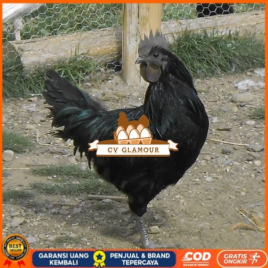 

Telur ayam hias cemani lidah hitam siap ditetaskan - ayam cemani CV GLAMOUR