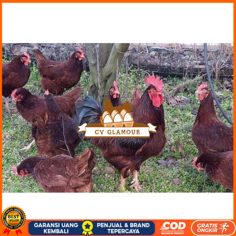 

TELUR FERTIL AYAM RIR PETELUR HANDAL UNTUK DITETASKAN CV GLAMOUR