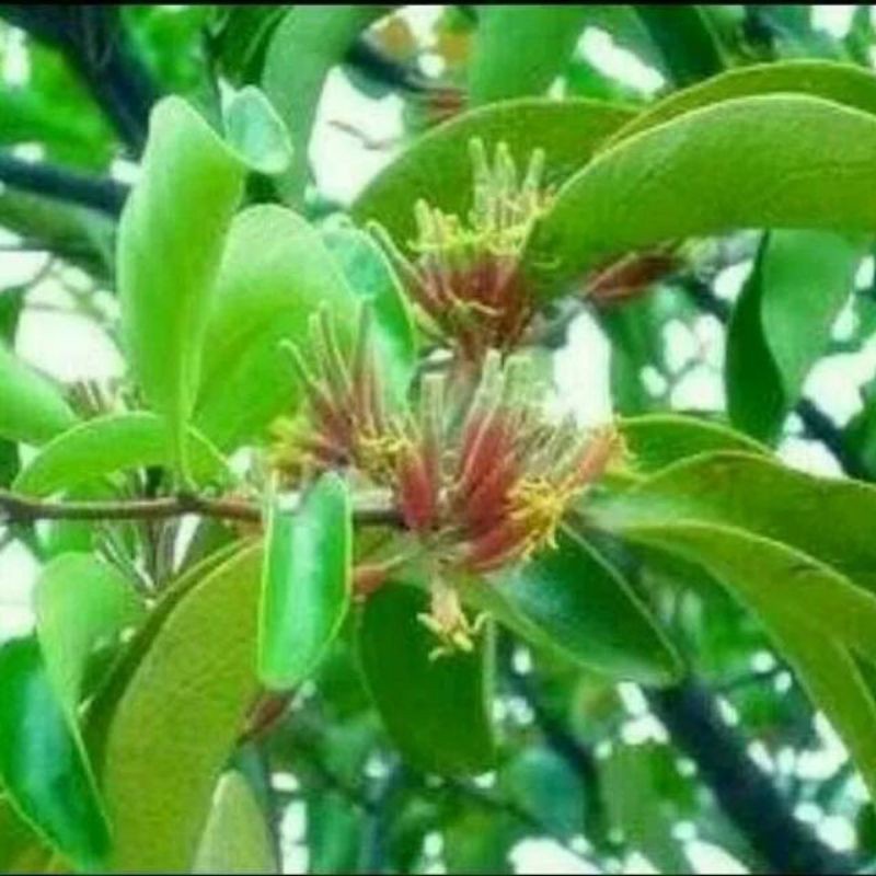 

Promo Promo 1kg Daun Benalu Mangga segar banyak manfaat (H_S) .