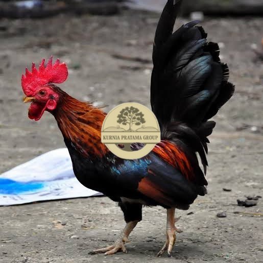 

Telur ayam serama / kate lokal fertil siap ditetaskan KURNIA PRATAMA GROUP