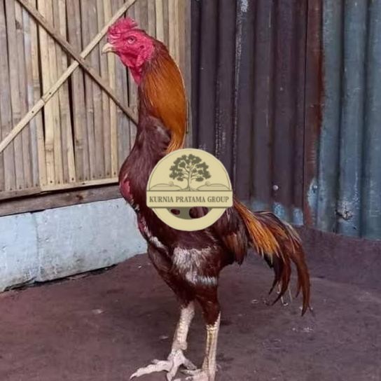 

Telur ayam bangkok shamo brazil / ayam petarung aduan untuk ditetaskan KURNIA PRATAMA GROUP