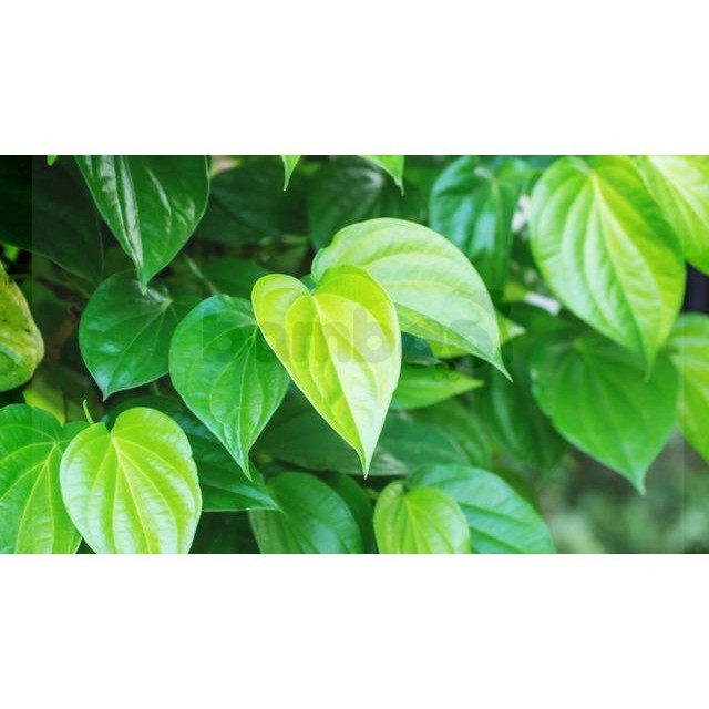 

Daun Sirih Hijau Segar