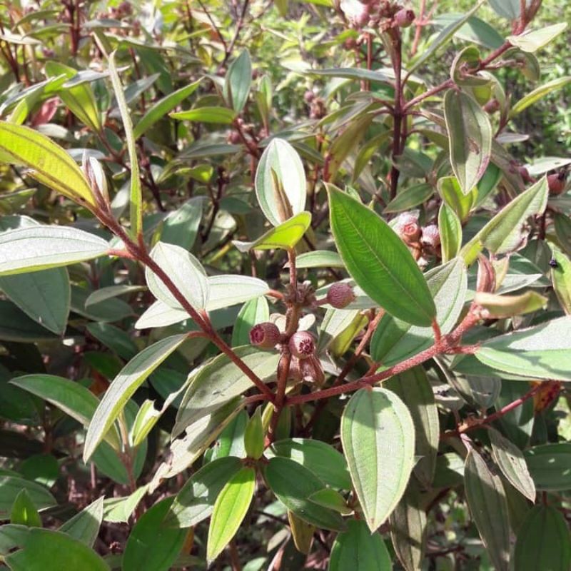 

Daun senggani senduduk segar 500 gram