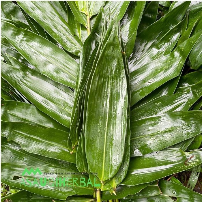 

promo Daun bambu jumbo 1kg untuk bungkus bakcang - kicang, 1/2kg ready