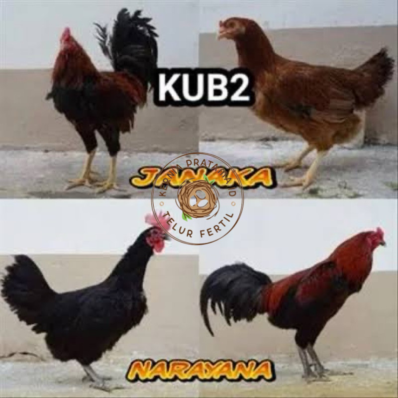 

TELUR FERTIL AYAM KUB 2JANAKA/NARAYANA INDUKAN TERSELEKSI UNTUK DI TETASKAN KURNIA PRATAMA ID