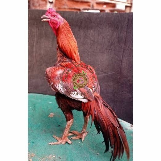 

Telur ayam bangkok super petarung aduan fertil asli KURNIA PRATAMA ID