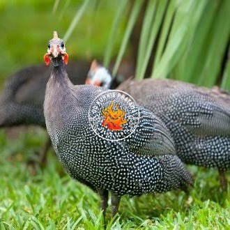 

Telur ayam mutiara hias fertil asli siap ditetaskan - ayam mutiara UD KURNIA PRATAMA