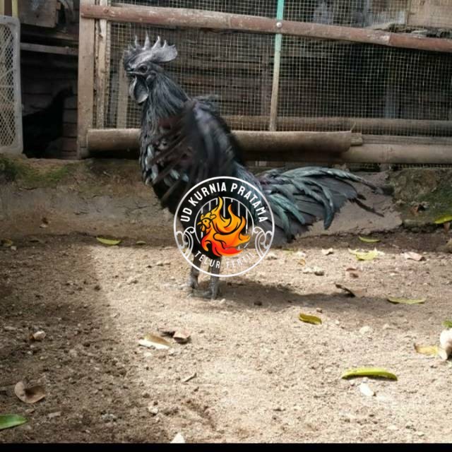 

TELUR AYAM HIAS CEMANI LIDAH HITAM FRESS UD KURNIA PRATAMA