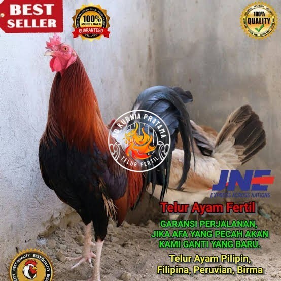 

Telur ayam hias pilipin fertil siap ditetaskan Langsung UD KURNIA PRATAMA