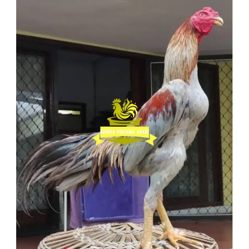 

Telur Ayam Bangkok Pakhoy kwalitas super telor Burung Hias untuk di tetaskan KURNIA PRATAMA ABADI
