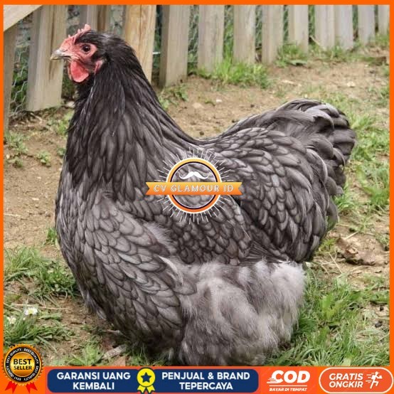 

Telur ayam bantam chocin / telur ayam hias / telur fertil siap cod CV GLAMOUR ID