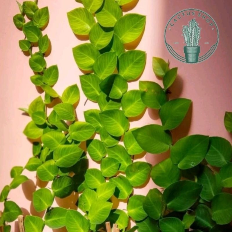 Tanaman Rambat Dinding Daun Dollar Pacar Tembok Besar Bunga Hias Asli Hidup
