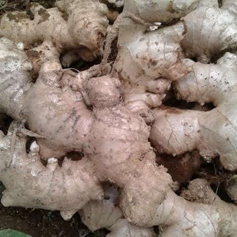 

OHI JAHE GAJAH BASAH 500gr