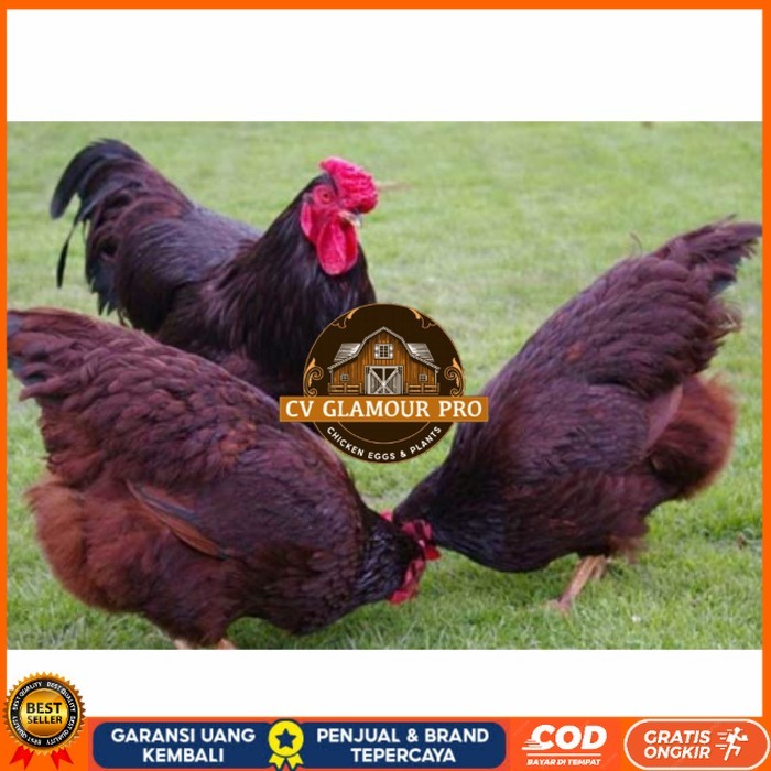 

Telur ayam hias rodhe island fertil asli siap ditetaskan - rodhe island CV GLAMOUR PRO