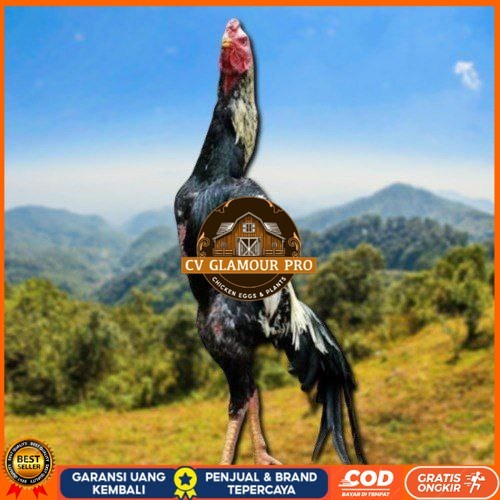 

telur ayam shamo eropa ori bisa untuk di tetaskan CV GLAMOUR PRO