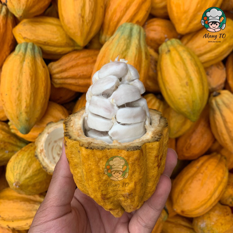 

Buah Coklat Cacao Segar Matang Petik Langsung Fresh