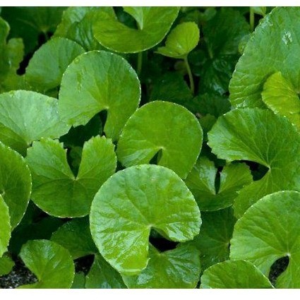 DAUN PEGAGAN /ANTANAN SEGAR