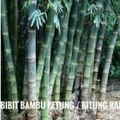bibit bambu petung bambu raksasa bambu rebung bonggol bawah