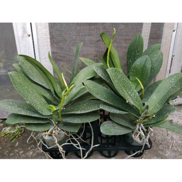 SPIKE : Dewasa Anggrek Bulan Jumbo Taiwan