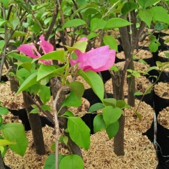 Tanaman hias bibit kembang kertas/Bugenfil