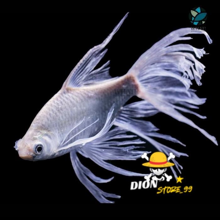 Ikan Kaviat slayer tankmate arwana dan koi di kolam ikan hias - Body 10-14cm