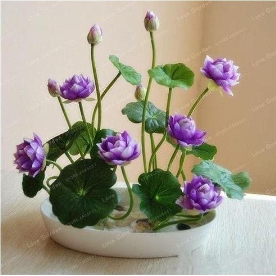 Biji Benih Lotus Mini Bunga Teratai Mini Lotus