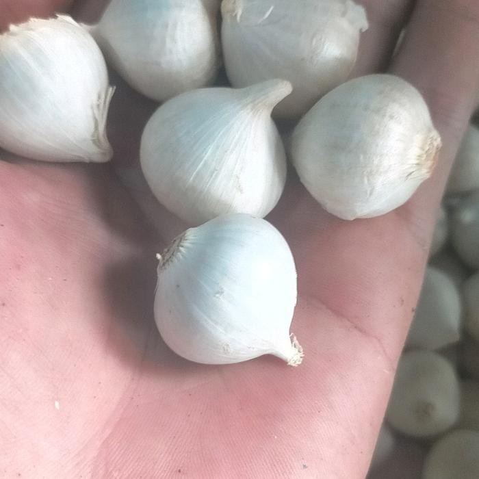 

bawang putih tunggal lanang 250 gram ukuran sedang - jumbo