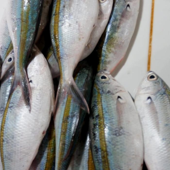 

Ikan Pisang-Pisang Biru 1 kg
