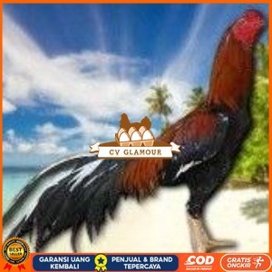 

telur ayam bangkok original untuk di tetaskan CV GLAMOUR