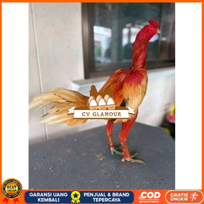 

TELUR FERTIL PLUCKER ORIGINAL original berkualitas CV GLAMOUR