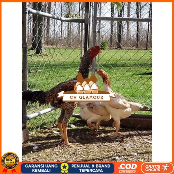 TELUR AYAM GORILA LAYER PETELUR UNTUK DI TETASKAN CV GLAMOUR