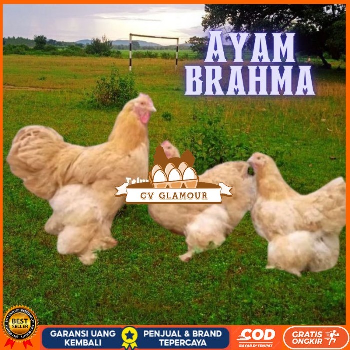 

telur ayam brahma asli bisa untuk di tetaskan original berkualitas CV GLAMOUR