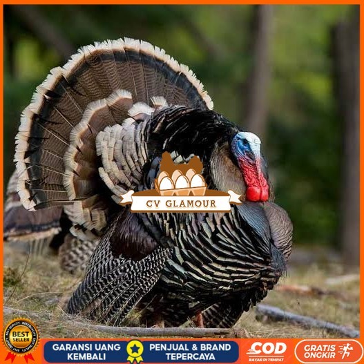 

Telur ayam kalkun jumbo fertil asli siap ditetaskan - ayam kalkun CV GLAMOUR