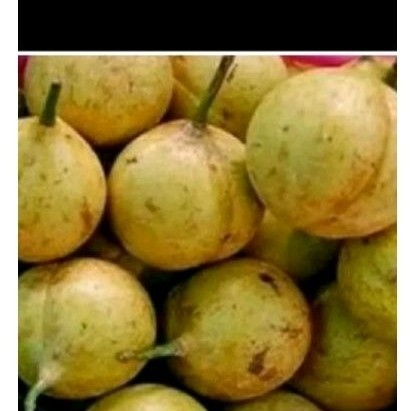 

promo Buah pala sgar 1 kg untuk manisan