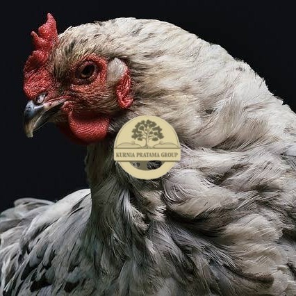 

Telur ayam arab / telur ayam hias / telur fertil siap cod KURNIA PRATAMA GROUP