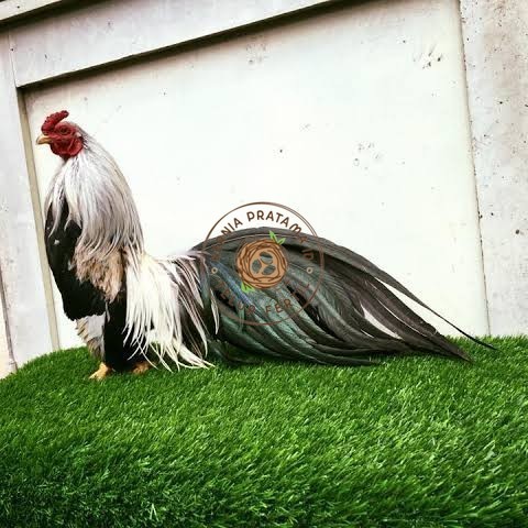 

Telur ayam hias ga tre than chau fertil siap ditetaskan Langsung KURNIA PRATAMA ID