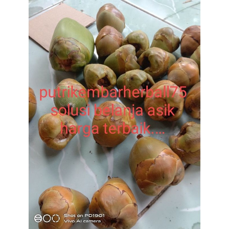 

bululuk atau bruluk kelapa