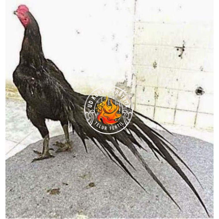 

TELUR AYAM MANGON GESIT TANGGUH UNTUK DI TETASKAN UD KURNIA PRATAMA