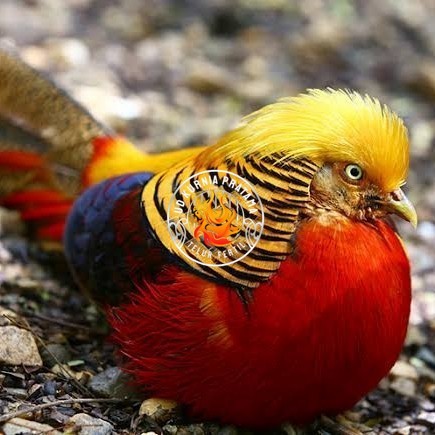 

telur ayam golden pheasant hias siap ditetaskan - golden pheasant UD KURNIA PRATAMA