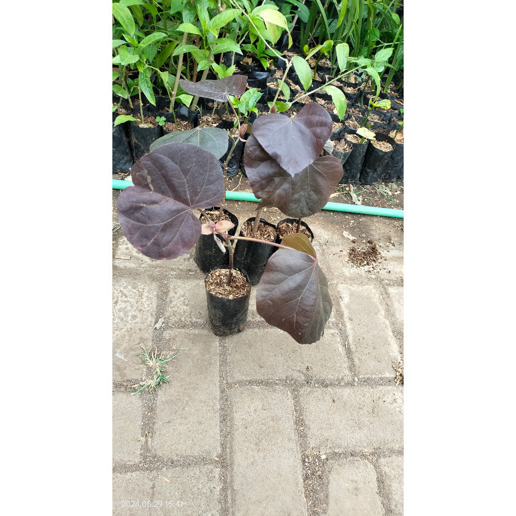 OHI bibit Bahan bonsai waru merah / Bibit Bahan bonsai tanaman Waru merah /Bibit Bahan bonsai  Pohon