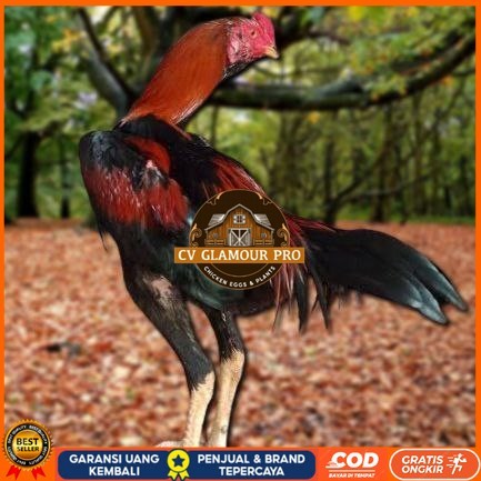 

Telur Ayam Pakhoy Ori Thailand Vertil Siap Di Tetaskan Jaminan Super Ori Bergaransi CV GLAMOUR PRO