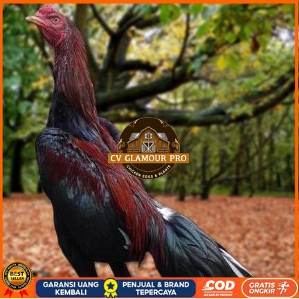 

Telur Ayam Pakhoy Ori Thailand Vertil Siap Di Tetaskan Jaminan Super Oiginal Bergaransii CV GLAMOUR PRO