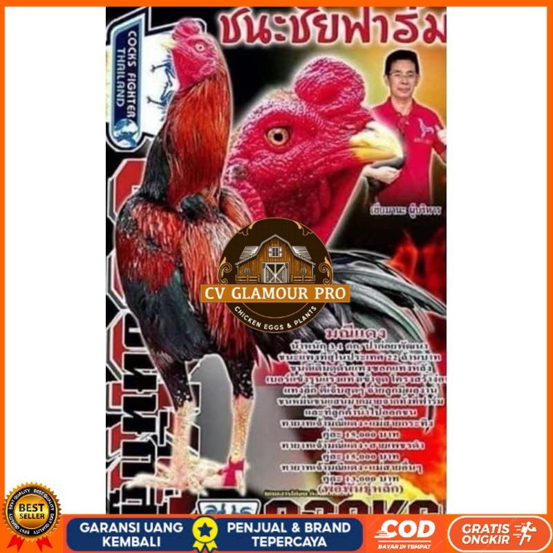 

Telur fertil ayam pakhoy trah maneedaeng / COD CV GLAMOUR PRO