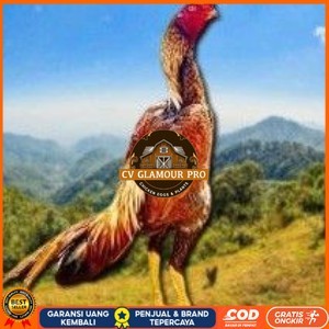 

telur tetas ayam shamo super jumbo super garansi CV GLAMOUR PRO
