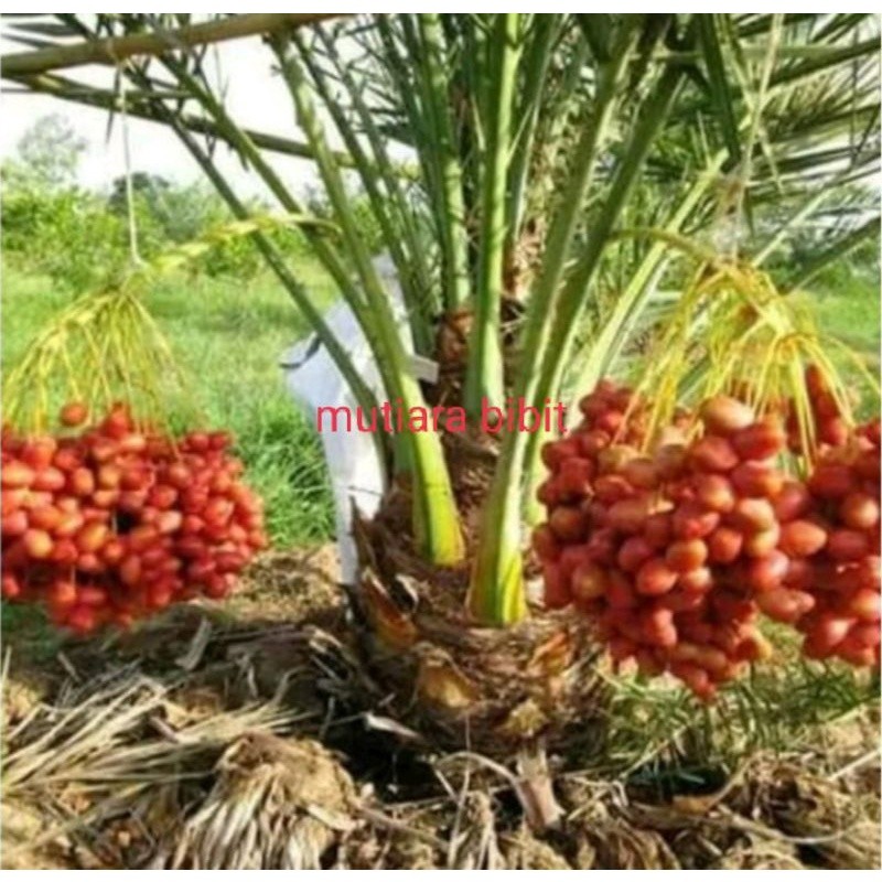 Ready 2 Bibit Buah Kurma Ajwa Jantan Dan Betina Bibit Biji Benih Terbaik