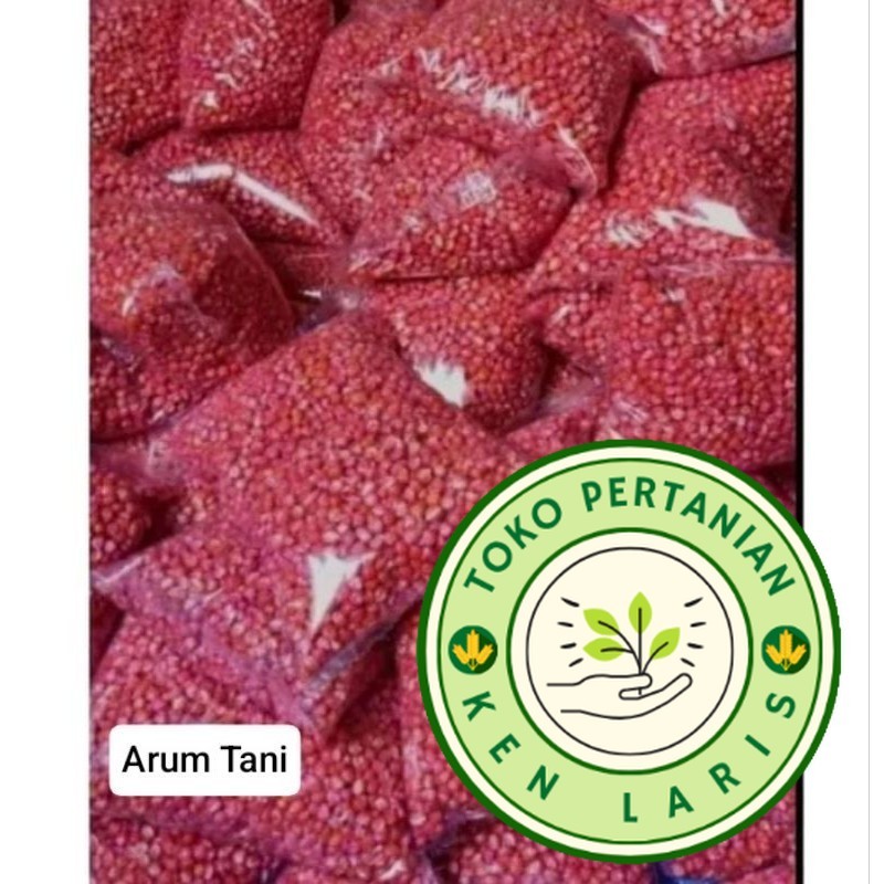 

READY!! BENIH JAGUNG SIAP TANAM, SUMO, PERKASA, P27, P21, 18,JAGO, 212,1KG (B.B.19)