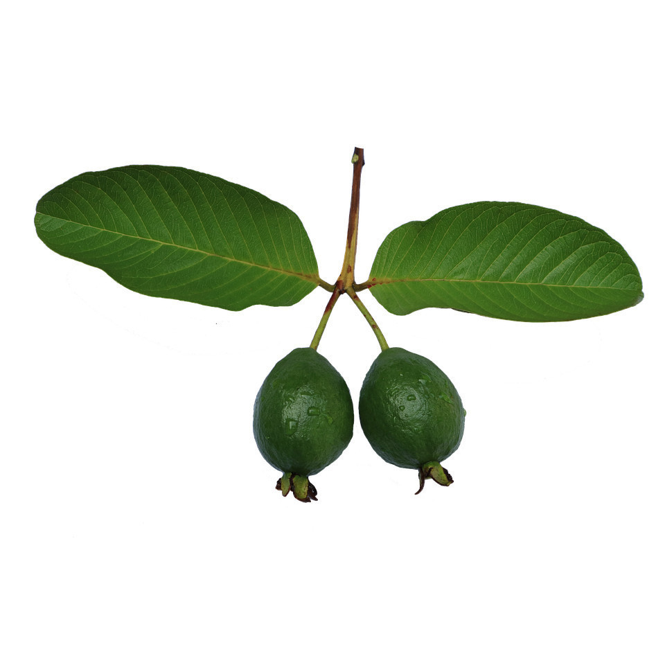 

AZ Jambu Biji Muda 5 pcs / Pentil Jambu Klutuk Jambu Kristal Muda